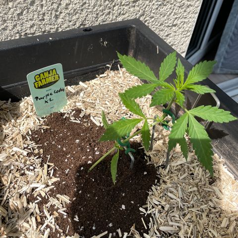 Purple Cookies XL Auto - by KilliczGe  growlog timeline photo