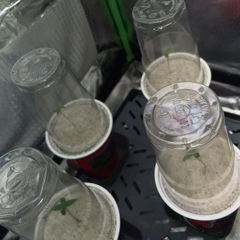 Mimosa Auto - Solo Cup Test 4 - by Killicz growlog timeline photo