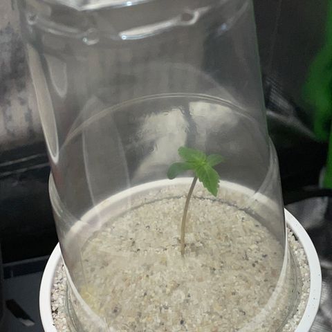 Mimosa Auto - Solo Cup Test 4 - by Killicz growlog timeline photo