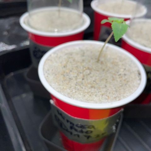 Mimosa Auto - Solo Cup Test 4 - by Killicz growlog timeline photo