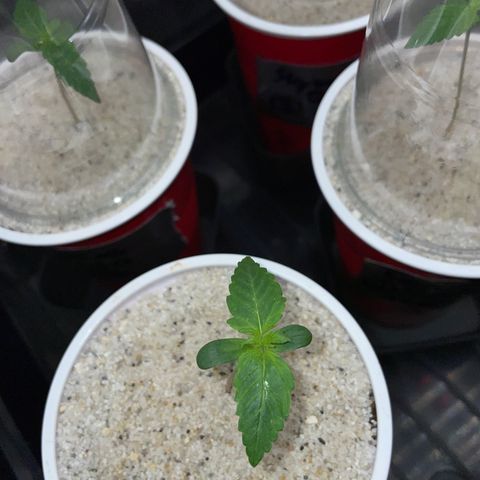 Mimosa Auto - Solo Cup Test 4 - by Killicz growlog timeline photo
