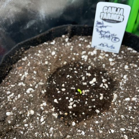 Papaya Dragon Auto - by Killicz growlog timeline photo
