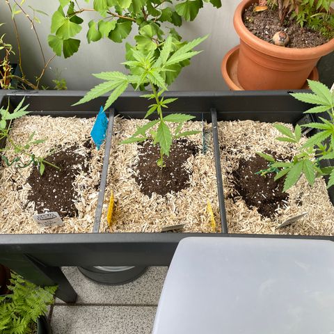 Ganja Runtz Auto - by KilliczGe  growlog timeline photo