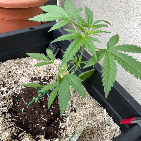 Ganja Runtz Auto - by KilliczGe  growlog timeline photo