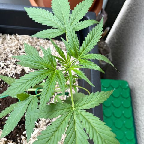 Ganja Runtz Auto - by KilliczGe  growlog timeline photo
