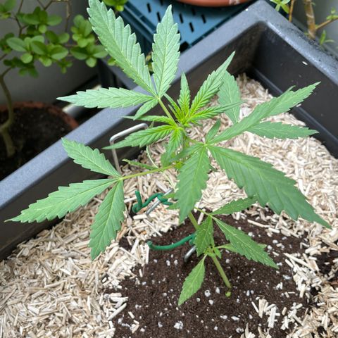 Purple Cookies XL Auto - by KilliczGe  growlog timeline photo