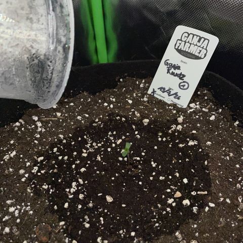 Ganja Runtz Auto - by Killicz growlog timeline photo