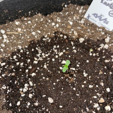 Ganja Runtz Auto - by Killicz growlog timeline photo