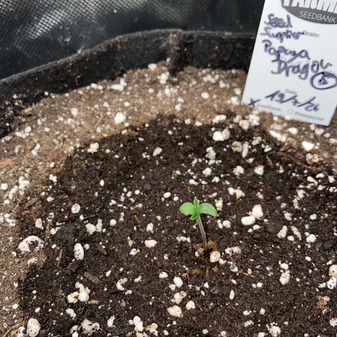 Papaya Dragon Auto - by Killicz growlog timeline photo