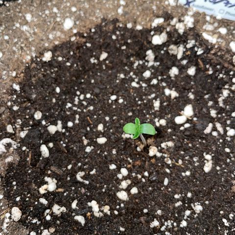Papaya Dragon Auto - by Killicz growlog timeline photo