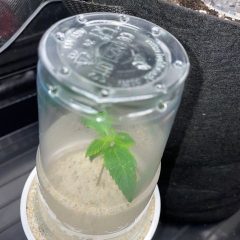 Mimosa Auto - Solo Cup Test 4 - by Killicz growlog timeline photo