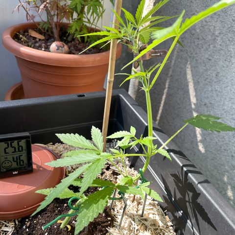 Ganja Runtz Auto - by KilliczGe  growlog timeline photo
