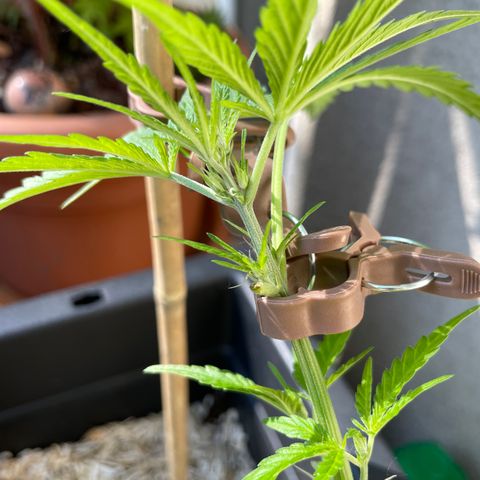 Ganja Runtz Auto - by KilliczGe  growlog timeline photo
