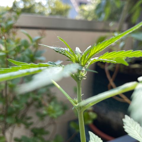 Purple Cookies XL Auto - by KilliczGe  growlog timeline photo