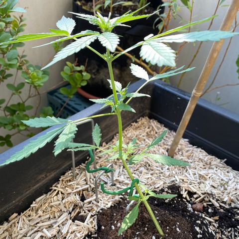 Purple Cookies XL Auto - by KilliczGe  growlog timeline photo