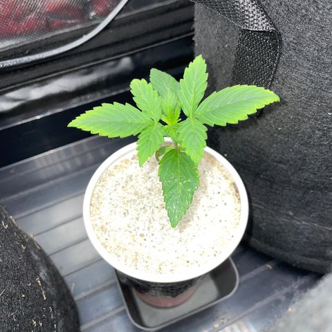 Mimosa Auto - Solo Cup Test 4 - by Killicz growlog timeline photo