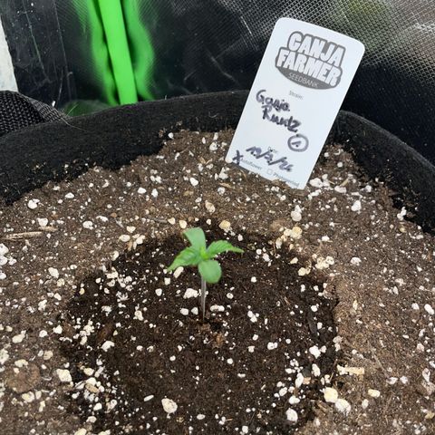 Ganja Runtz Auto - by Killicz growlog timeline photo