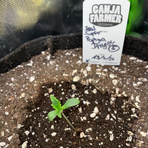 Papaya Dragon Auto - by Killicz growlog timeline photo