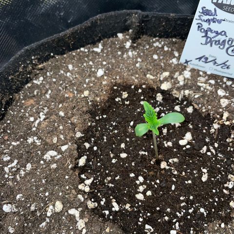 Papaya Dragon Auto - by Killicz growlog timeline photo