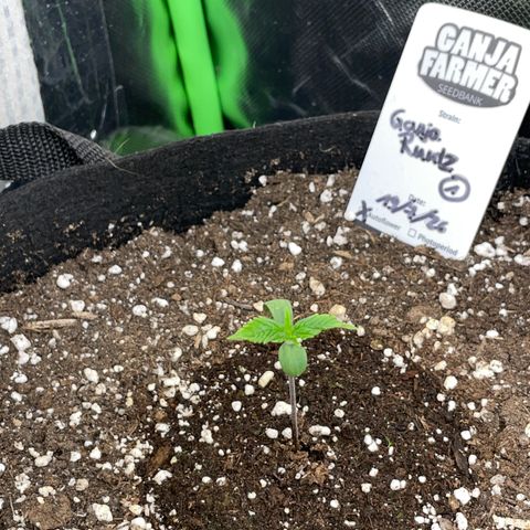 Ganja Runtz Auto - by Killicz growlog timeline photo