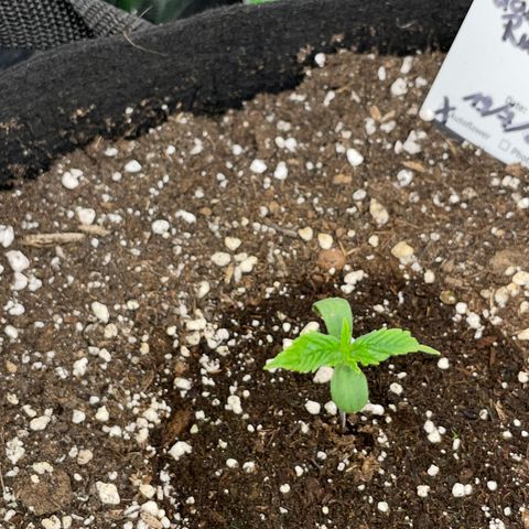 Ganja Runtz Auto - by Killicz growlog timeline photo