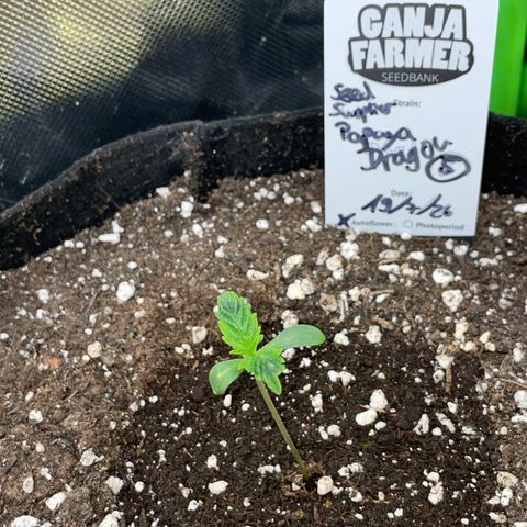 Papaya Dragon Auto - by Killicz growlog timeline photo