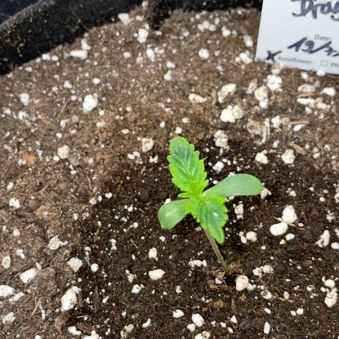 Papaya Dragon Auto - by Killicz growlog timeline photo