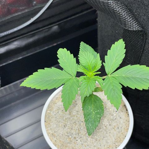 Mimosa Auto - Solo Cup Test 4 - by Killicz growlog timeline photo