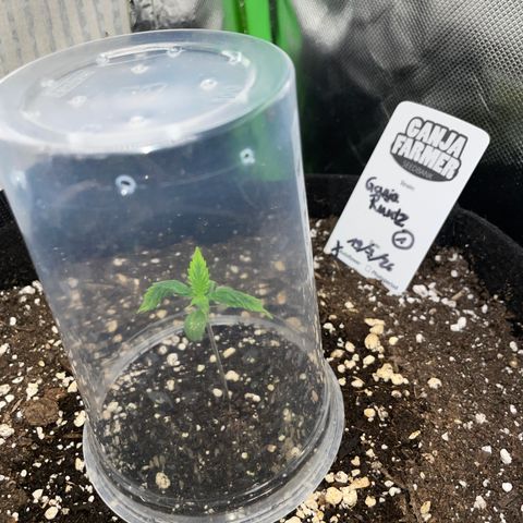 Ganja Runtz Auto - by Killicz growlog timeline photo