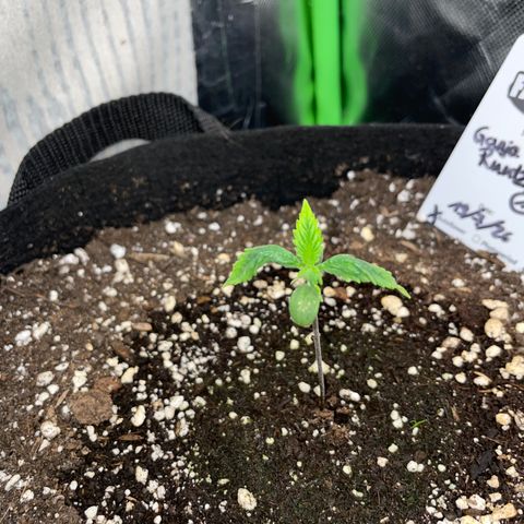 Ganja Runtz Auto - by Killicz growlog timeline photo
