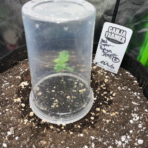 Papaya Dragon Auto - by Killicz growlog timeline photo
