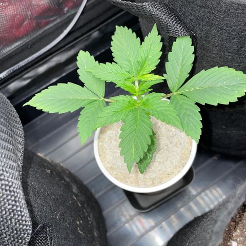 Mimosa Auto - Solo Cup Test 4 - by Killicz growlog timeline photo