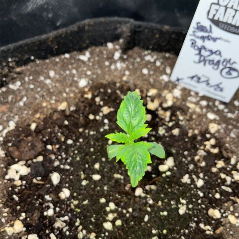 Papaya Dragon Auto - by Killicz growlog timeline photo
