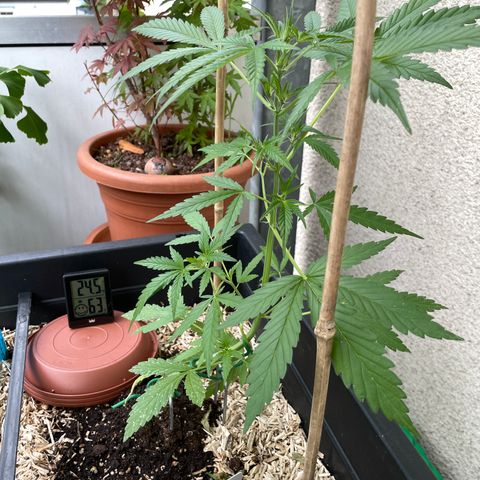Ganja Runtz Auto - by KilliczGe  growlog timeline photo