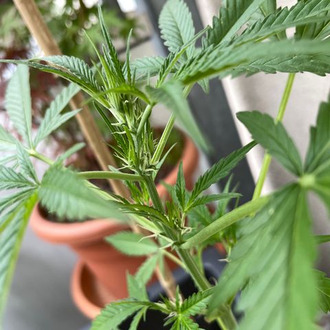 Ganja Runtz Auto - by KilliczGe  growlog timeline photo