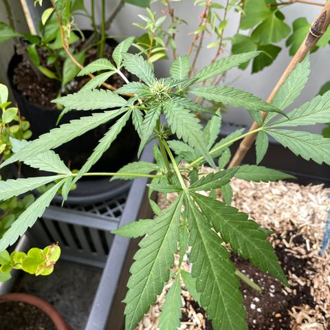 Purple Cookies XL Auto - by KilliczGe  growlog timeline photo
