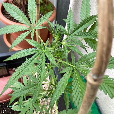 Ganja Runtz Auto - by KilliczGe  growlog timeline photo