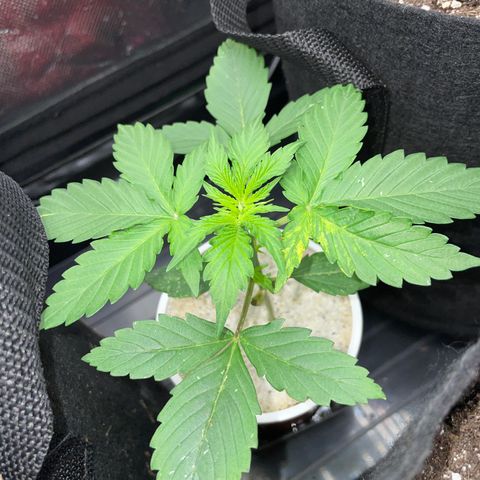 Mimosa Auto - Solo Cup Test 4 - by Killicz growlog timeline photo