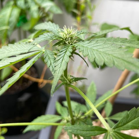 Purple Cookies XL Auto - by KilliczGe  growlog timeline photo