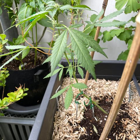 Purple Cookies XL Auto - by KilliczGe  growlog timeline photo