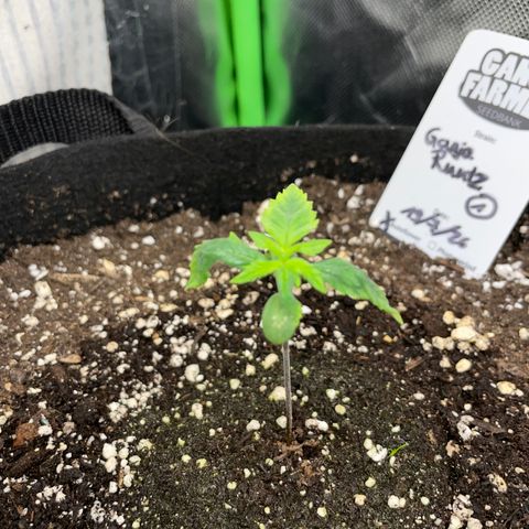 Ganja Runtz Auto - by Killicz growlog timeline photo