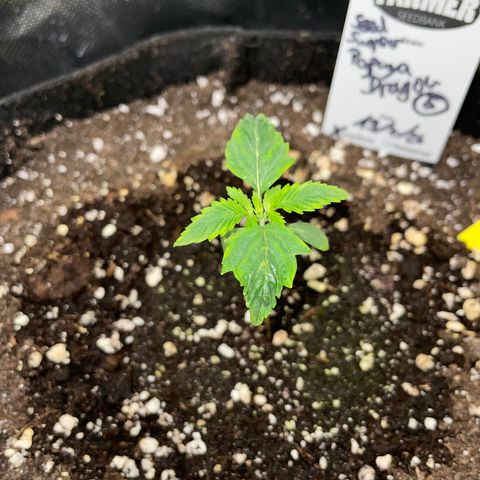 Papaya Dragon Auto - by Killicz growlog timeline photo