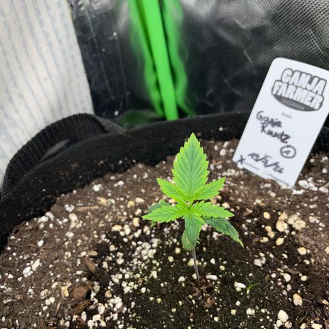 Ganja Runtz Auto - by Killicz growlog timeline photo