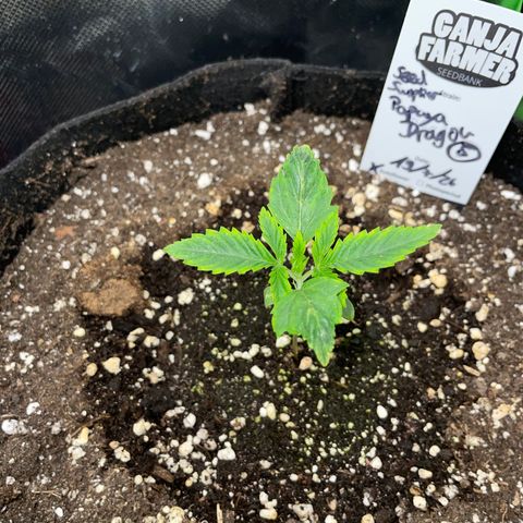 Papaya Dragon Auto - by Killicz growlog timeline photo