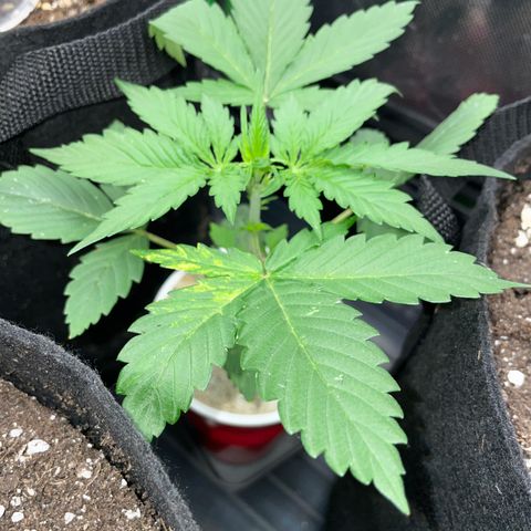 Mimosa Auto - Solo Cup Test 4 - by Killicz growlog timeline photo