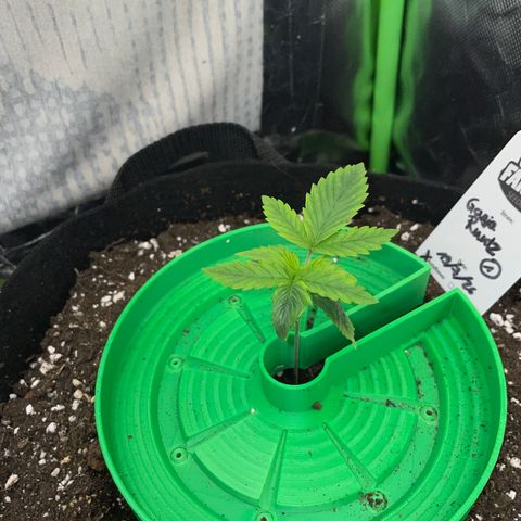 Ganja Runtz Auto - by Killicz growlog timeline photo