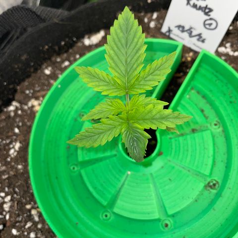 Ganja Runtz Auto - by Killicz growlog timeline photo