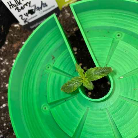 HulkBerry Automatic - by Killicz growlog timeline photo