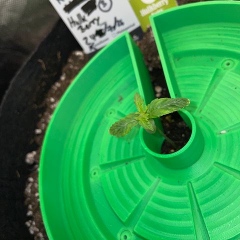 HulkBerry Automatic - by Killicz growlog timeline photo