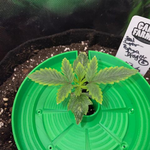 Papaya Dragon Auto - by Killicz growlog timeline photo